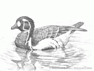 Red-Breasted Goose Pencil Sketch