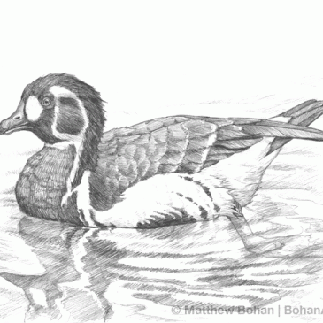 Red-breasted Goose Pencil Sketch p58
