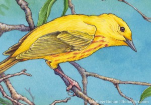 Yellow Warbler Detail (Transparent Watercolor & Ink on Arches 140lb HP paper, 7.5 x 11 inches)