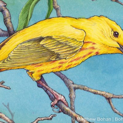 Yellow Warbler Detail (Transparent Watercolor  & Ink on Arches 140lb HP paper, 7.5 x 11 inches)