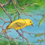 Yellow Warbler (Transparent Watercolor & Ink on Arches 140lb HP paper, 7.5 x 11 inches)