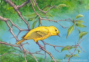 Yellow Warbler (Transparent Watercolor & Ink on Arches 140lb HP paper, 7.5 x 11 inches)