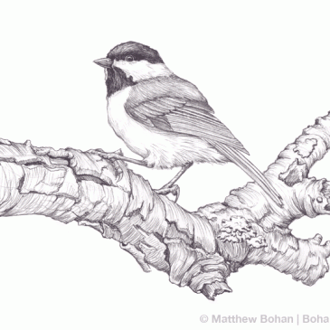 Black-capped Chickadee Pencil Sketch p59