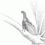 Redbud Treehopper Pencil Sketch