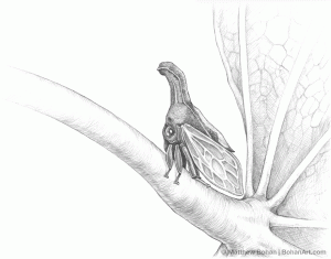 Redbud Treehopper Pencil Sketch