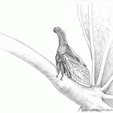 Redbud Treehopper Pencil Sketch p60