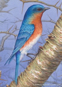 Male Bluebird on Hawthorn–Detail (Transparent Watercolor on Arches 140lb HP paper)