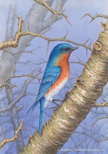 Male Bluebird on Hawthorn (Transparent Watercolor on Arches 140lb HP paper)