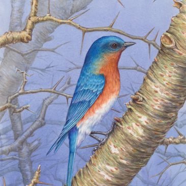 Male Eastern Bluebird on Hawthorn Transparent Watercolor Step-by-step