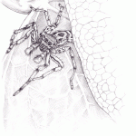 Male Dimorphic Jumping Spider (Maevia inclemens) Pencil Sketch