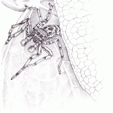 Male Dimorphic Jumping Spider Pencil Sketch p61