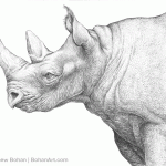 White Rhinoceros Pencil Sketch