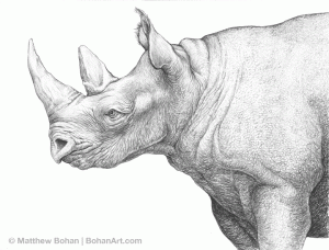 White Rhinoceros Pencil Sketch