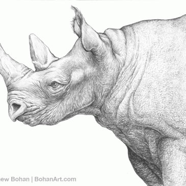 White Rhinoceros Pencil Sketch, p62