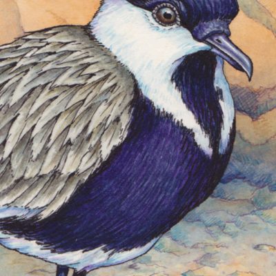 Spur-winged Plover (Detail) Transparent Watercolor