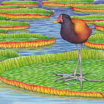 Wattled Jacana Transparent Watercolor Step-by-step