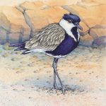 Spur-winged Plover Transparent Watercolor