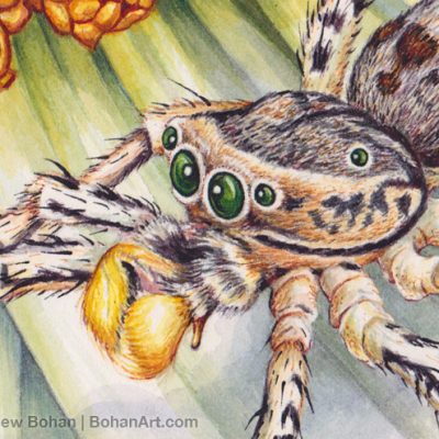 Male Dimorphic Jumping Spider Transparent Watercolor (Detail 2.5 x 3.5 in)