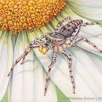 Male Dimorphic Jumping Spider Transparent Watercolor (7 x 10 in)