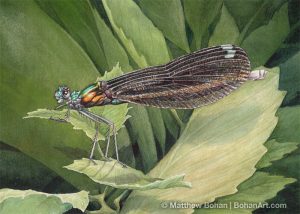 Ebony Jewelwing Female (5x7in Transparent Watercolor)