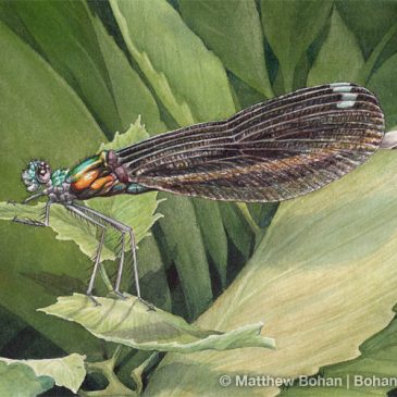 Ebony Jewelwing Female Watercolor Step-by-Step