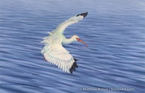 Landing White Ibis (5x7in Transparent Watercolor)