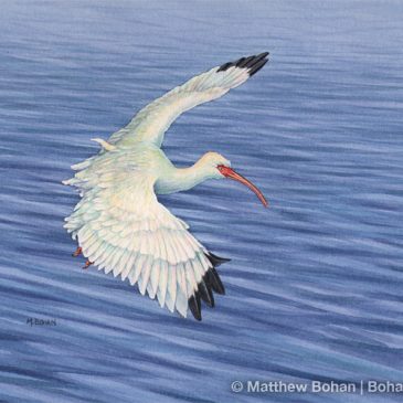 White Ibis Landing Transparent Watercolor