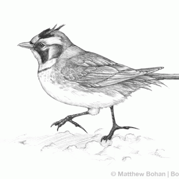 More Horned Lark Sketches (pages 66 and 68)
