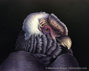 Andean Condor (8x10 in Transparent Watercolor on W&N 140 NCP Paper)