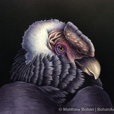 Throwback Thursday—Andean Condor (8×10 in Transparent Watercolor)