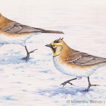 Horned Larks in Snow (Transparent Watercolor 9.25 x 24 in)