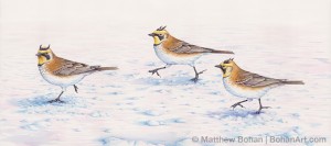 Horned Lark in Snow (Transparent Watercolor on Arches 140lb HP paper 9.5 x 24in)
