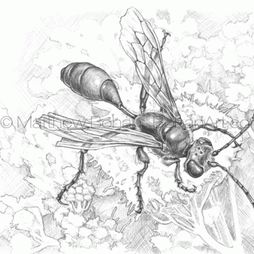 Grass-Carrying Wasp Pencil Sketch p67