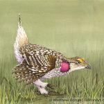 Sharp-tailed Grouse (10x14 in transparent watercolor on Lana Paper)