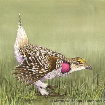 Throwback Thursday– Sharp-tailed Grouse Transparent Watercolor