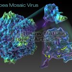 Cowpea Mosaic Virus