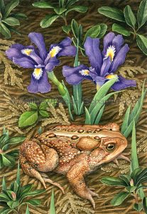 American Toad & Dwarf Lake Iris (10x7 in Transparent Watercolor)