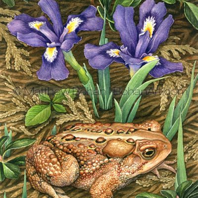 American Toad & Dwarf Lake Iris (10x7 in Transparent Watercolor)