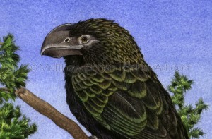 Smooth-billed Ani (Detail from 10x14in Transparent Watercolor on W&N 140lb HP paper)