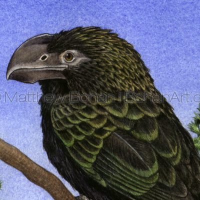 Smooth-billed Ani (Detail from 10x14in Transparent Watercolor on W&N 140lb HP paper)