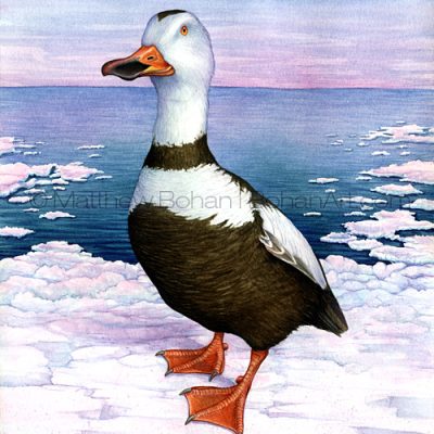 Labrador Duck Extinct (10x14 in Transparent Watercolor)