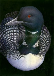 Common Loon (10x 14 in Transparent Watercolor)