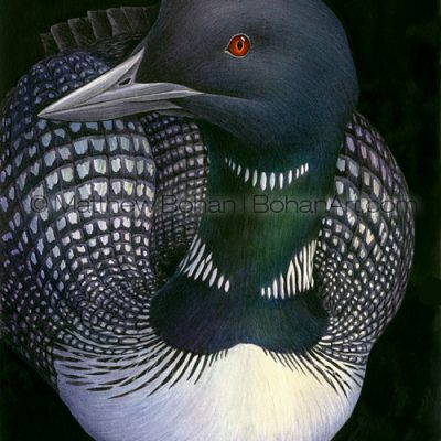 Common Loon (10x 14 in Transparent Watercolor)