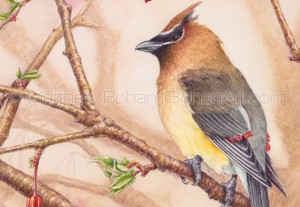 Cedar Waxwing (7x10-inch Transparent Watercolor on 140lb Arches HP Paper)
