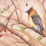 Cedar Waxwing (7x10-inch Transparent Watercolor on 140lb Arches HP Paper)
