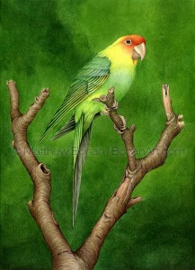 Carolina Parakeet Extinct (10x14 in. Transparent Watercolor)