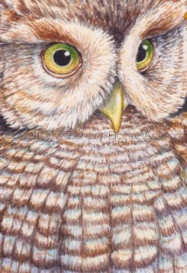Eastern Screech Owl (2.5x3-in detail Transparent Watercolor on Arches 140lb HP Paper)