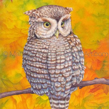 Eastern Screech Owl Transparent Watercolor Step-by-step