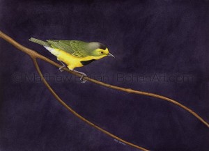 Bachman's Warbler (10x14 in. Transparent Watercolor)