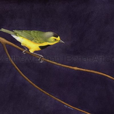 Bachman's Warbler (10x14 in. Transparent Watercolor)